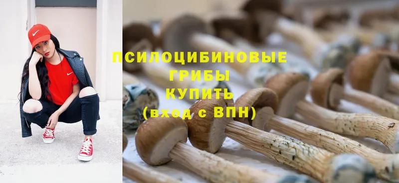 Галлюциногенные грибы MAGIC MUSHROOMS  Камбарка 